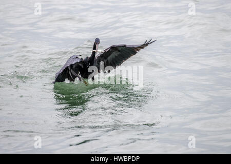 Pacific Reef Heron Fische fangen Stockfoto