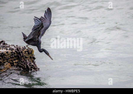 Pacific Reef Heron Fische fangen Stockfoto