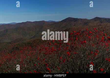 American-Eberesche (Sorbus Americana) entlang des Blue Ridge Parkway, NC, USA Stockfoto