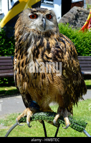 Eurasische Uhu lateinische Name Bubo bubo Stockfoto