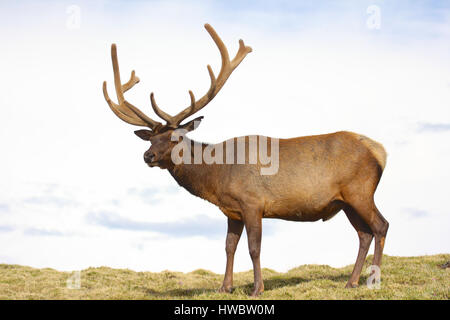 Stier Elch mit samt Geweih zu Fuß durch Tundra in Rocky Mountain Nationalpark, Colorado Stockfoto