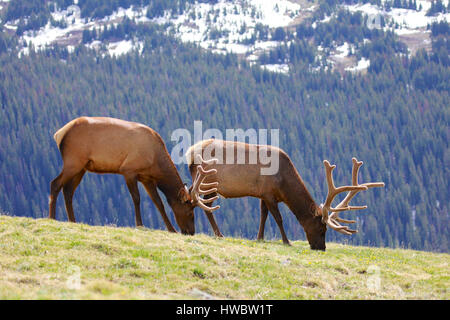 Zwei Elche auf grasbewachsenen Tundra in Rocky Mountain Nationalpark, Colorado Stockfoto