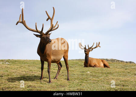 Zwei Elche auf grasbewachsenen Tundra in Rocky Mountain Nationalpark, Colorado Stockfoto