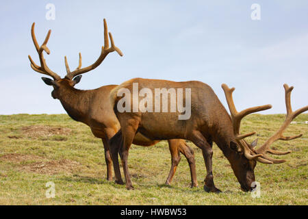 Zwei Elche auf grasbewachsenen Tundra in Rocky Mountain Nationalpark, Colorado Stockfoto