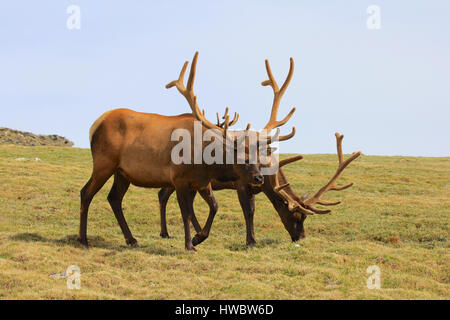 Zwei Elche auf grasbewachsenen Tundra in Rocky Mountain Nationalpark, Colorado Stockfoto