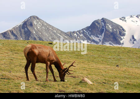 Stier Elch Weiden auf alpine Tundra Rasen im Rock Mountain National Park mit schneebedeckten Gipfeln Stockfoto