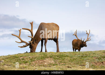 Zwei Elche auf grasbewachsenen Tundra in Rocky Mountain Nationalpark, Colorado Stockfoto