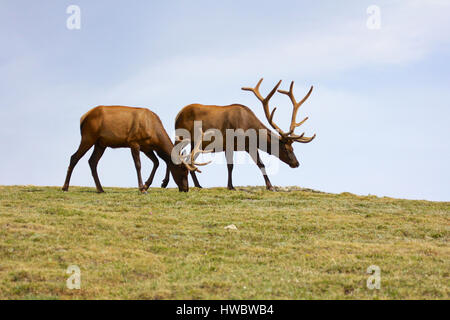 Zwei Elche auf grasbewachsenen Tundra in Rocky Mountain Nationalpark, Colorado Stockfoto