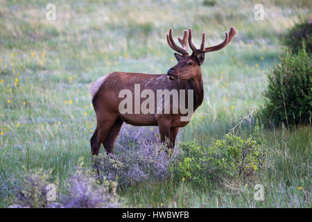 Stier Elch mit samt Geweih zu Fuß durch Tundra in Rocky Mountain Nationalpark, Colorado Stockfoto