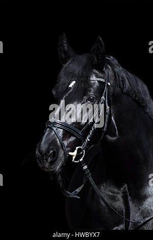 Schwarzes Pferd auf schwarzem Hintergrund. Glänzendes warmblut Hengst mit Zaumzeug. Stockfoto