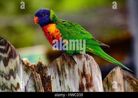 Regenbogen Lori (Trichoglossus Moluccanus) mit Vivd Augen und Gefieder. Auch genannt ein Lorikeet, thront auf einem Zaun. Stockfoto