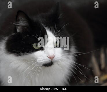 Norwegische Katze Stockfoto