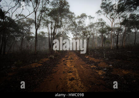 Dryandra Woodland, Western Australia, Australia Stockfoto