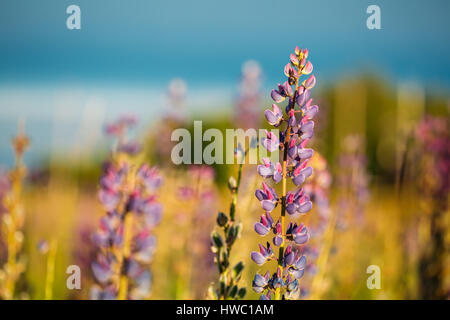 Wilde Blumen Lupine In Sommerwiese Wiese bei Sonnenuntergang Sonnenaufgang. Hautnah. Exemplar. Lupinus, allgemein bekannt als Lupin oder Lupine, ist eine Gattung der Blüte Stockfoto