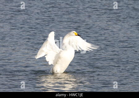 Weisser Schwan Rongcheng, Provinz Shandong, China Stockfoto