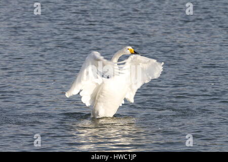 Weisser Schwan Rongcheng, Provinz Shandong, China Stockfoto