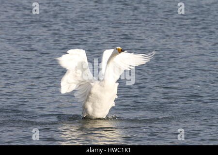 Weisser Schwan Rongcheng, Provinz Shandong, China Stockfoto