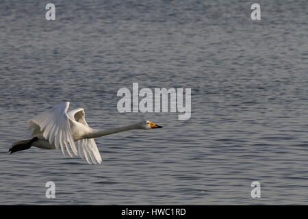 Weisser Schwan Rongcheng, Provinz Shandong, China Stockfoto