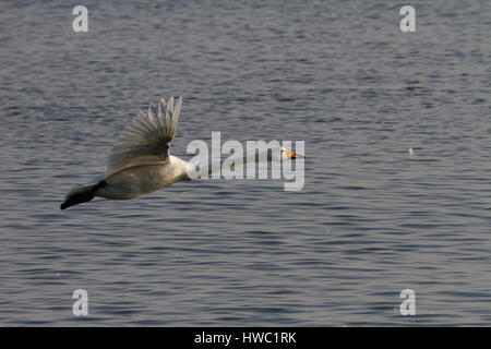 Weisser Schwan Rongcheng, Provinz Shandong, China Stockfoto