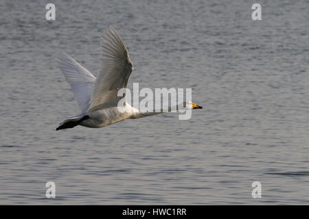 Weisser Schwan Rongcheng, Provinz Shandong, China Stockfoto