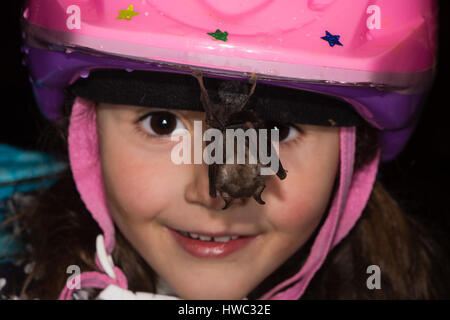 Kind Fledermaus hängen vom Helm zu betrachten. Freundlichen weniger Hufeisennase ruht auf Mädchen Fahrradhelm in einer Höhle in Somerset, Großbritannien Stockfoto