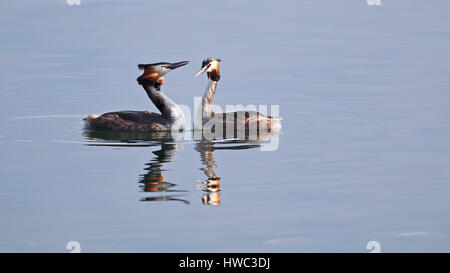 Great crested Haubentaucher Paarung rituellen Tanz Stockfoto