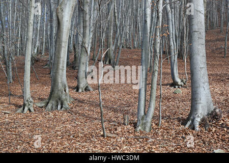 Buche Baum Wald im Winter mit einem Teppich aus Laub auf dem Boden Stockfoto