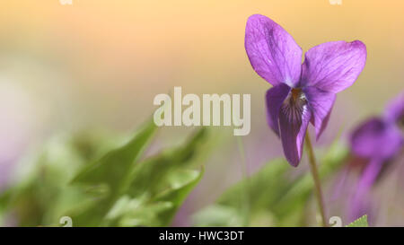 Lila Iris weiche Pastellfarben Frühling Hintergrund Stockfoto