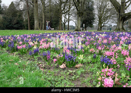 Mehrere Hyazinthen Rosa Lila Weiß in der Blüte wachsen in einem Betten Anzeige in Bute Park im März, Frühling in Cardiff, Wales, UK KATHY DEWITT Stockfoto