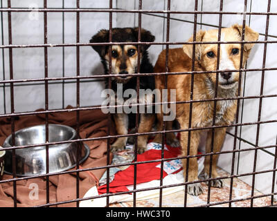 Hund Shelther - Hoffnung - Tierquälerei Stockfoto