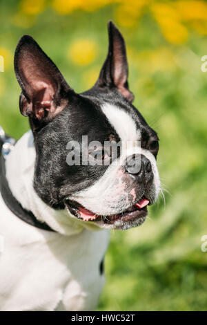 Close Up Portrait der lustige junge Boston Bull Terrier Hund Outdoor im grünen Frühlingswiese mit gelben Blüten. Spielerische Pet im Freien. Stockfoto