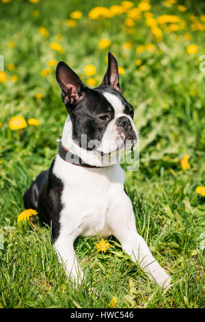 Porträt von lustigen jungen Boston Bull Terrier Hund Outdoor im grünen Frühlingswiese mit gelben Blüten. Spielerische Pet im Freien. Stockfoto