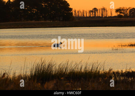 Sika Rotwild (Cervus Nippon) Überquerung eines Gewässers bei Sonnenaufgang in Chincoteague National Wildlife Refuge, VA, USA Stockfoto