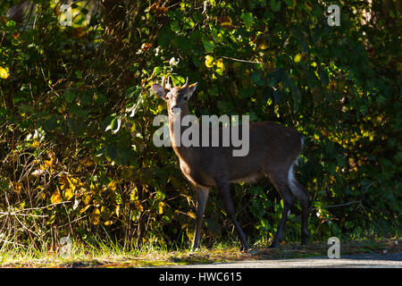 Sika Rotwild (Cervus Nippon) in Alarmbereitschaft in Chincoteague National Wildlife Refuge, VA, USA Stockfoto