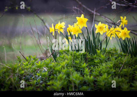 Gelbe Narzissen wachsen in einem Feld in Surrey, UK Stockfoto