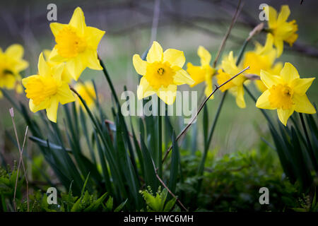 Gelbe Narzissen wachsen in einem Feld in Surrey, UK Stockfoto