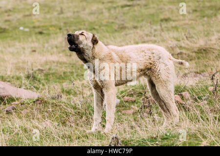 Bellen zentraler Asiatischer Schäferhund Schafe In den Bergen von Georgien. Alabay - - eine alte Rasse aus den Regionen Zentralasiens. Als sie verwendet Stockfoto