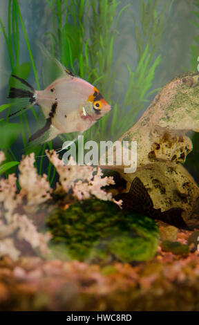 Fische im Aquarium. Stockfoto