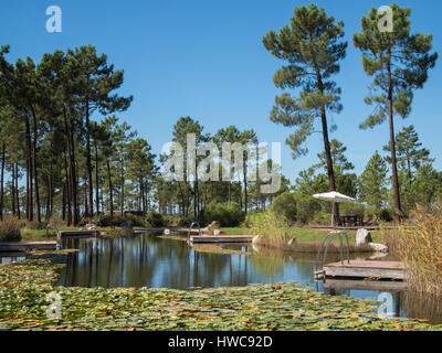 Eco-Pool mitten im Pinienwald Bäume Stockfoto