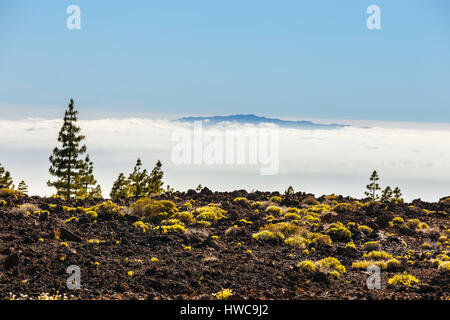 Blick auf den Pinienwald auf Lavafelsen im Teide Nationalpark auf Teneriffa, Spanien Stockfoto