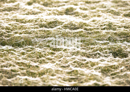 Regenbogen Licht gebrochen von Tau auf Millionen von winzigen Spinnennetze, East Sussex. Stockfoto