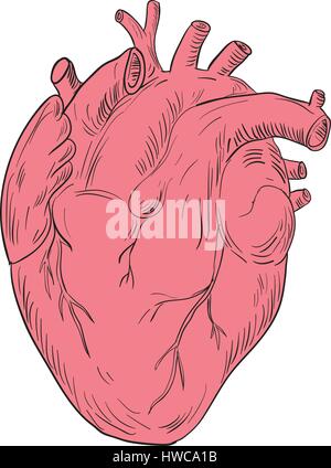 Zeichnung Skizze Stil Darstellung der Anatomie eines menschlichen Herzens legen Sie isolierten weißen Hintergrund. Stock Vektor