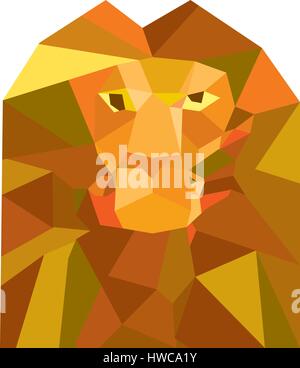 Niedrige Polygon Stil Illustration einer Raubkatze Löwenkopf von vorne am isolierten weißen Hintergrund betrachtet. Stock Vektor