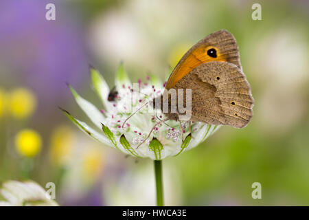 Wiese braun Schmetterling, Maniola Jurtina, ernähren sich von Astrantia große im Sommergarten Stockfoto