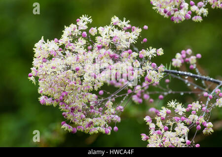 Rosa Knospen öffnen sich zu einer Masse von cremig Staubblätter in den Blüten der hohen Wiese Rue, Thalictrum 'Elin' Stockfoto