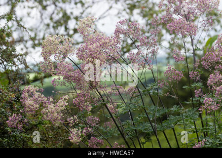 Luftig, rosa treibt, cremige Stamened Blume Sprays auf die große Wiese Rue, Thalictrum 'Elin' Stockfoto