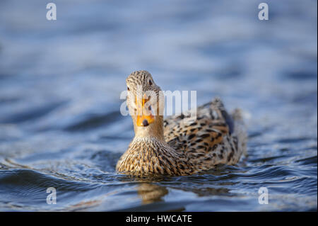 Stockente im blauen Wasser schwimmen. Vogel am Fluss. Wildente auf See. Stockfoto