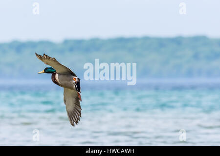 Ein männlicher (Drake) Stockente (Anas platyrhynchos) für eine Landung auf dem Wasser kommen. Stockfoto