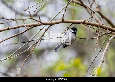 Ein schwarz-capped Meise (Poecile Atricapillus) hängt an einem Fuß aus einem Ast. Stockfoto