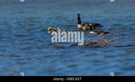 Zwei Erwachsenen und fünf junge Kanadagänse (Branta canadensis) schwimmen. Stockfoto